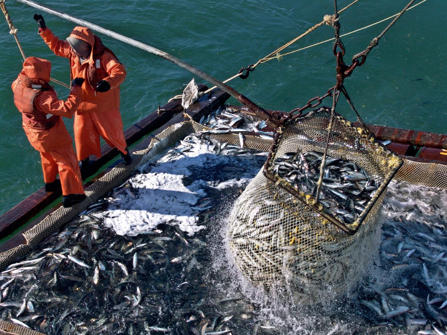Лов рыбы разрешение. Дальний Восток рыболовный промысел. Минтай Охотского моря. Добыча рыбы. Промышленный лов рыбы.
